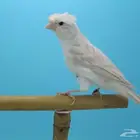 كناري