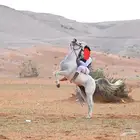 حصان واهو مصري بيور