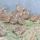 سمان فري