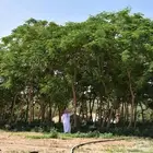 اشجار بنسيانا عملاقة (احجام كبيرة ) -وترمناليا6 و 7 و 8 متر