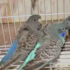 بادجي دبل بلاك وبلاك فيس وبلاك وينق