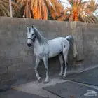 فرس واهو طييبه وسليمه