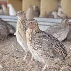 ( سمان طازج   سمان بياض   صوص سمان   بيض سمان )