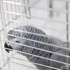 طير كاسكو متكلم كابتن