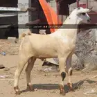 تيوس مشاريع بيشيه