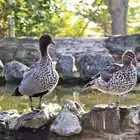 بط خشب استرالي نوادر بط