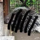 قنفذ او نيص