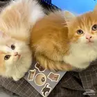 قطتين للبيع