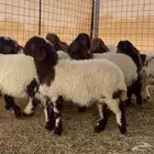 للبيع بهم نعيم يضحي(((تم البيع تم البيع )))