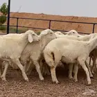 ارخال حريات صنف(تم البيع )