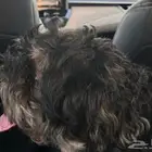 كلب للتبني