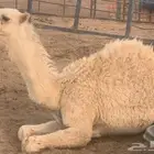 للبيع قعود