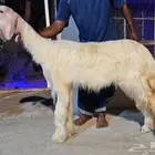 فحل نجدي نجد صنف