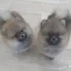 جراء بومرينيان ذكور