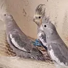 طيور 4كروان مغرد