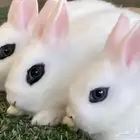 ارانب هتوت بيور مكحل قزمي