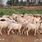 رخال رفيدي من 420 ريال
