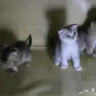 عندي 5 كتن قطط مفطومين سكوتش هملايا