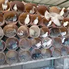 عشة حمام مشكل