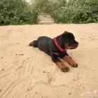 اقوي جراء روتوايلر انتاج محلي