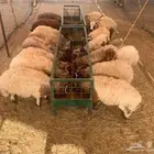نعيمي اردني مرابي برسيم ورودس ووافي