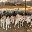 غنم بربري و تيوس و سواكني ونعيمي مرابي ممتاز