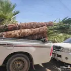 يوجد لدينا جميع انواع النخيل المثمرة وزينه