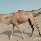 بكره ساحلية عمرها حول الاربع سنوات باقي مارينا الجمل