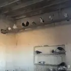 حمام للبيع يوجد اكثر من 20 حوز للسوم لتوصل