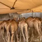 قعدان صومالية مناسبة للعزايم والمناسبات