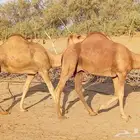 للبيع قعدان عدد 2 الموقع القنفذة