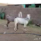 معزه مشاريك ماشاء الله تبارك