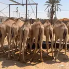 قعدان صومالية مفاريد للبيع قعود حاشي