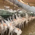 تيوس صوماليه فرع مكه والرياض جمله السعر 490