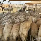 رخال صنف الصنف عددها 80