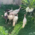 دجاج رومي جمد التواصل وتساب