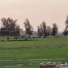 ثيل سي الفين