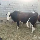 ثور فحل للبيع