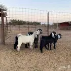 5 بهم للبيع 3 جفار وتيسين للبيع