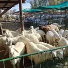 خرفان هري للبيع وصل السوم 1150
