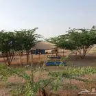 شبك جاهز للبيع