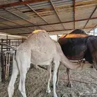 للبيع قعود مغلق شحم تحت امه يرضع العمر حول ثمانية شهور الموق