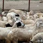 رخال مهجنات حري