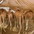 متاح 10 روس قعدان مفاريد صحة ممتازة البيع كلهم مع بعض