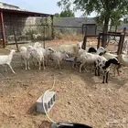 ضان العدد 13 معى الفحل