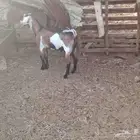 تيس البناني من حلال