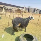 البيع نعاجه