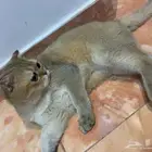 قطه نظيفه خاليه من الامراض لعوبه غير شرسه عمرها ست شهور