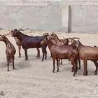للبيع ماعز دهم فاخر مقاني
