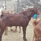 تيس فحل ادهم